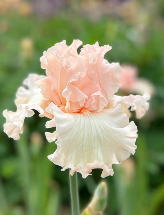 Tall Bearded Iris - Magical