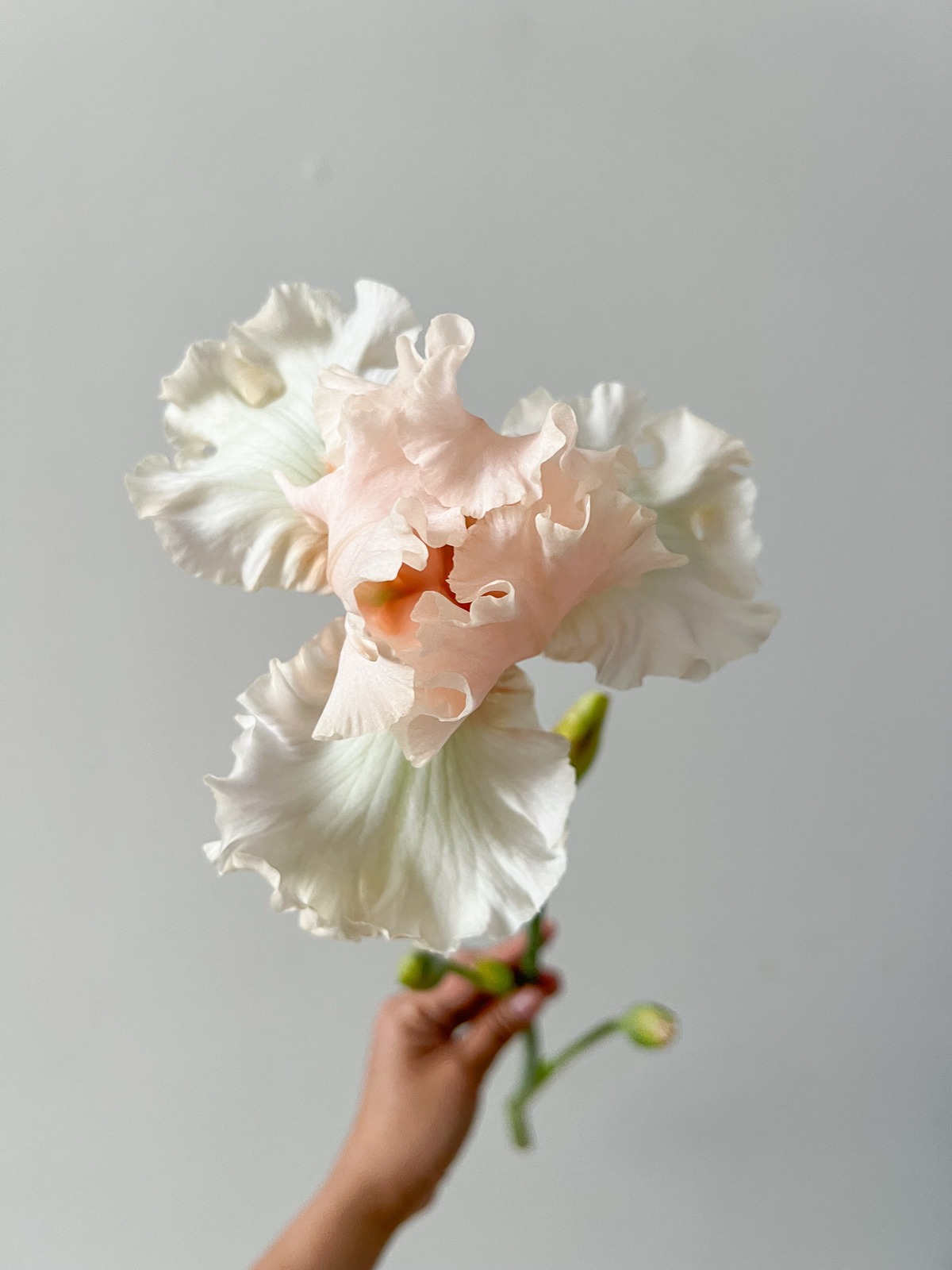 Tall Bearded Iris - Magical