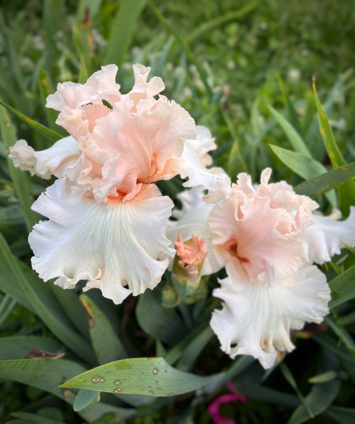 Tall Bearded Iris - Magical