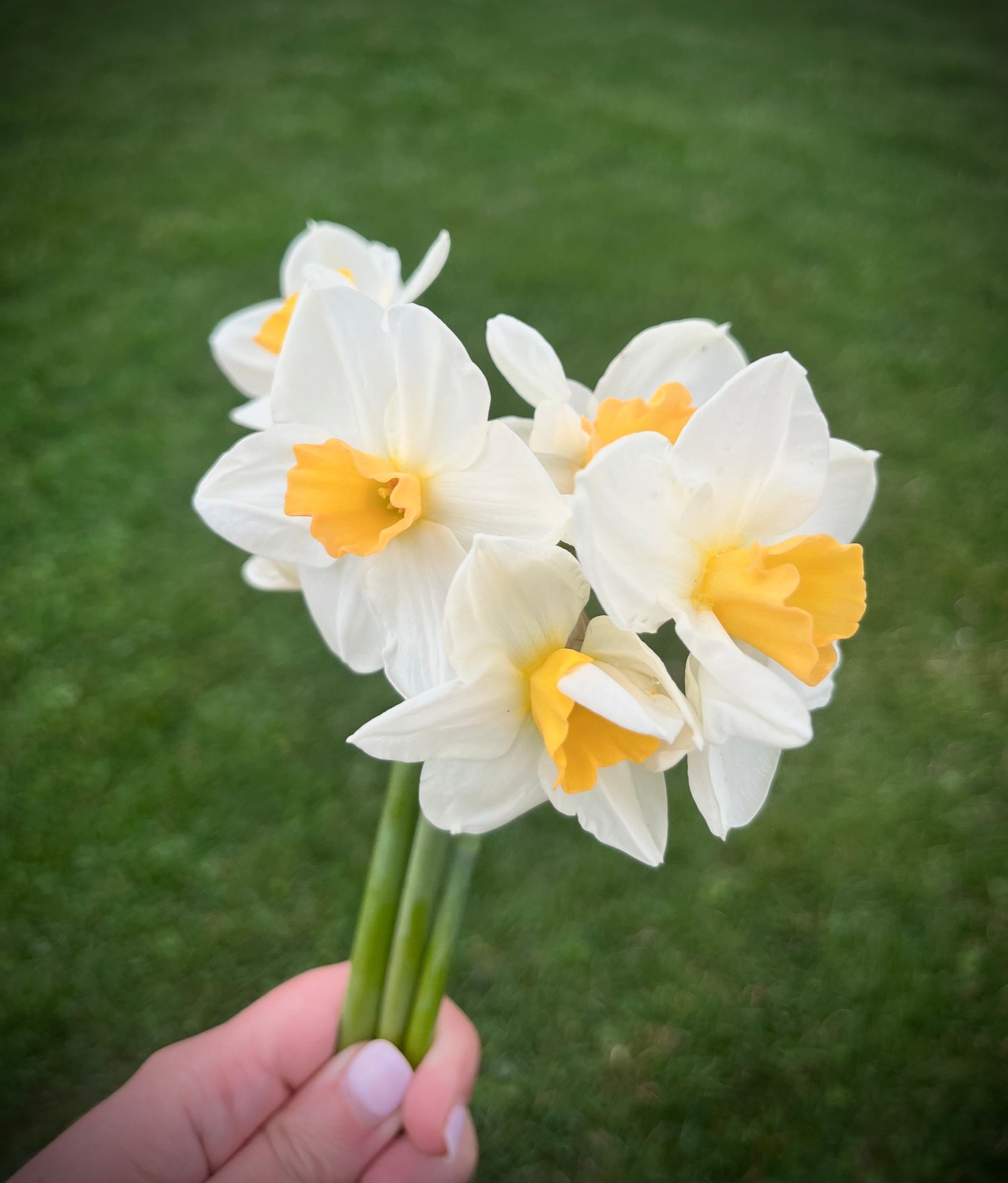 Fragrant narcissus bouquet