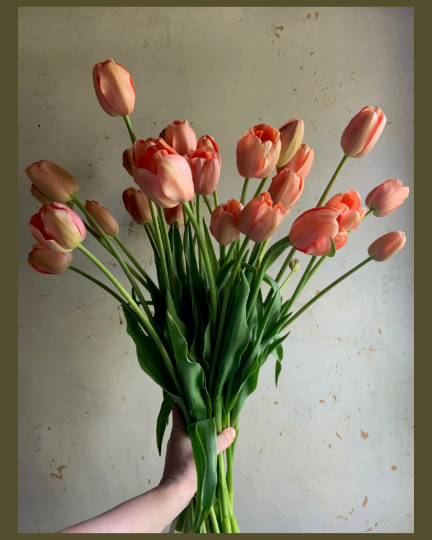 Menton Tulips | 20 Stem Specialty Tulip Bouquet