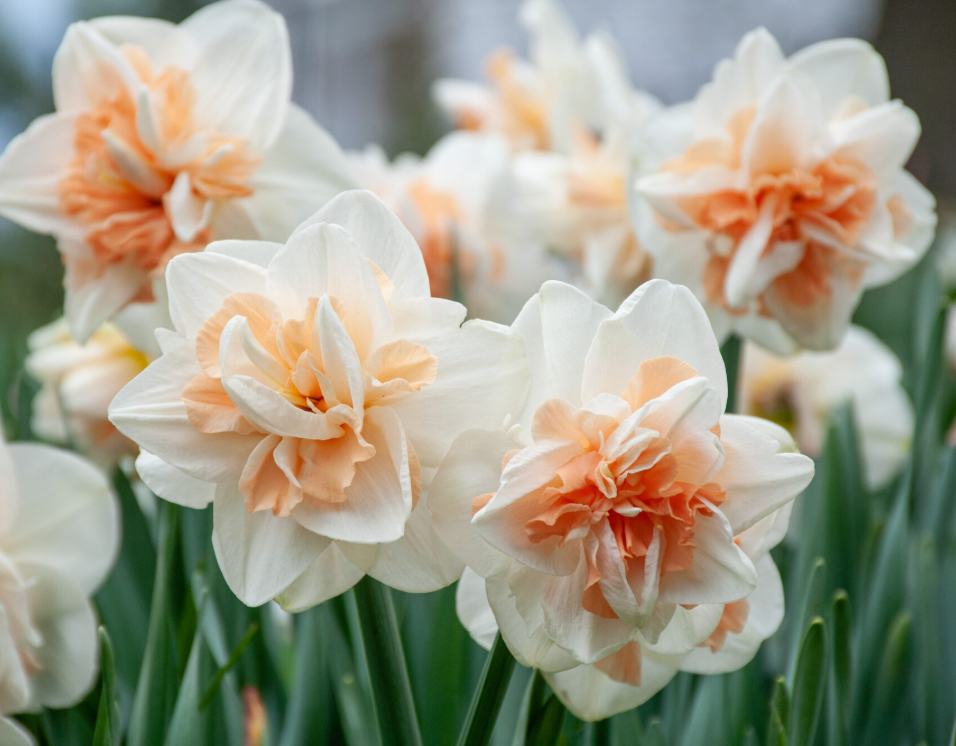 Fragrant narcissus bouquet