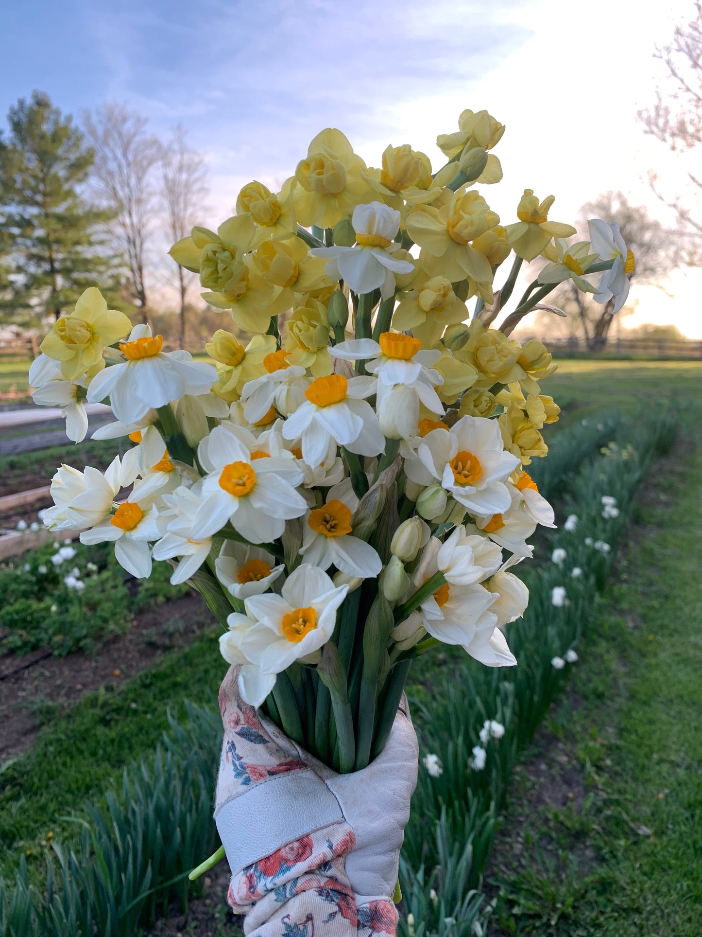 Fragrant narcissus bouquet