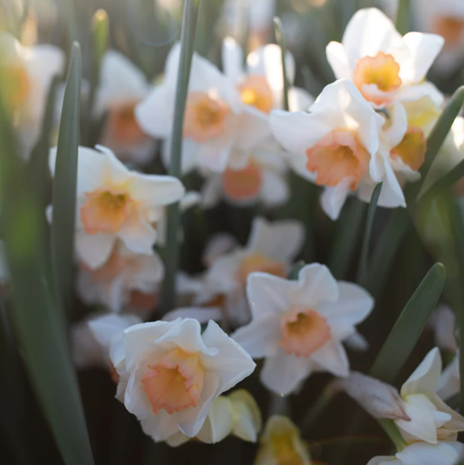Fragrant narcissus bouquet